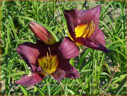 Hemerocallis &#039;Bela Lugosi&#039; | Daglelie | Taglilie