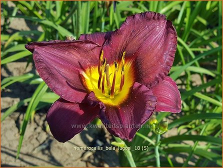Hemerocallis &#039;Bela Lugosi&#039; | Daglelie | Taglilie