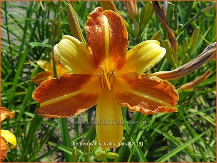 Hemerocallis &#039;Frans Hals&#039; | Daglelie | Taglilie