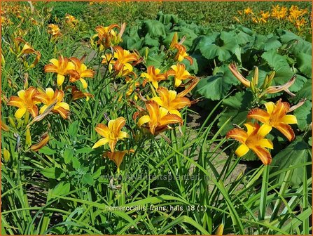 Hemerocallis &#039;Frans Hals&#039; | Daglelie | Taglilie