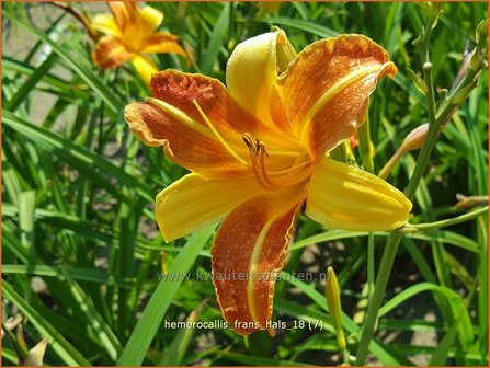 Hemerocallis &#039;Frans Hals&#039; | Daglelie | Taglilie