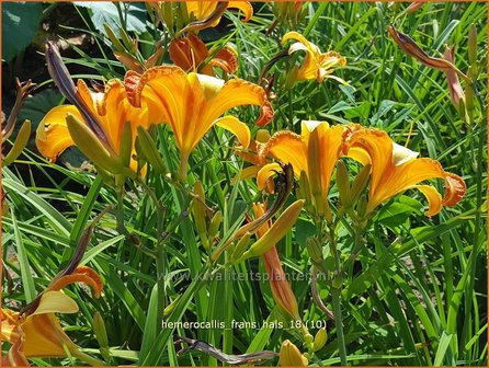 Hemerocallis &#039;Frans Hals&#039; | Daglelie | Taglilie