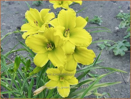 Hemerocallis &#039;Green Flutter&#039; | Daglelie | Taglilie