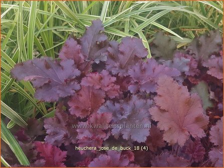 Heuchera &#039;Jos&eacute; de Buck&#039; | Purperklokje | Purpurgl&ouml;ckchen