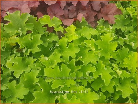 Heuchera &#039;Rex Lime&#039; | Purperklokje | Purpurgl&ouml;ckchen