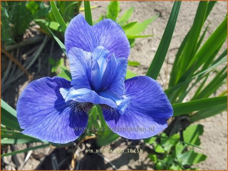 Iris sibirica &#039;Ego&#039; | Siberische iris, Lis, Iris | Sibirische Schwertlilie