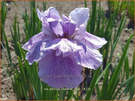 Iris sibirica &#039;Imperial Opal&#039; | Siberische iris, Lis, Iris | Sibirische Schwertlilie