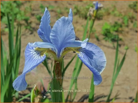 Iris sibirica &#039;Perry&#039;s Blue&#039; | Siberische lis, Lis, Iris | Sibirische Schwertlilie | Siberian Iris