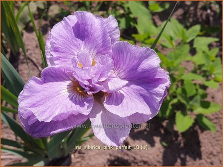 Iris sibirica &#039;Pink Parfait&#039; | Siberische iris, Lis, Iris | Sibirische Schwertlilie