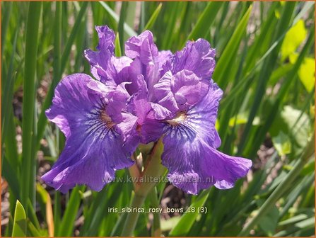 Iris sibirica &#039;Rosy Bows&#039; | Siberische iris, Lis, Iris | Sibirische Schwertlilie