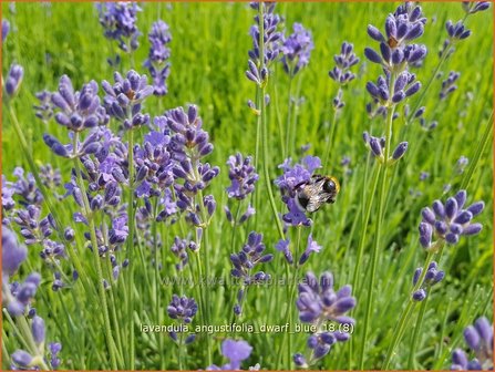 Lavandula angustifolia 'Dwarf Blue' | Gewone lavendel, Echte lavendel, Lavendel | Echter Lavendel