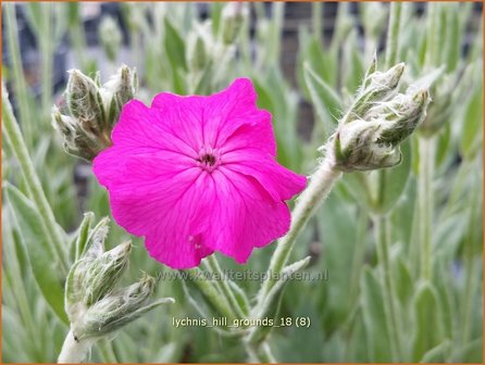 Lychnis &#039;Hill Grounds&#039; | Koekoeksbloem | Lichtnelke