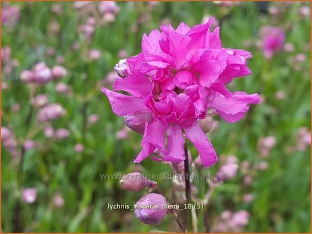 Lychnis viscaria &#039;Plena&#039; | Pekanjer, Koekoeksbloem | Klebnelke