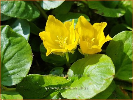 Lysimachia nummularia | Penningkruid | Pfennigkraut