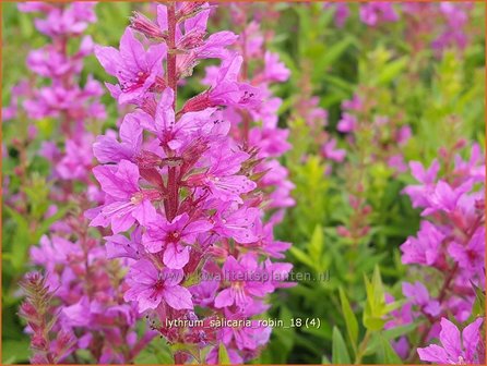 Uitreiken marionet kolonie Grote kattenstaart - Lythrum salicaria 'Robin' - Kattenstaart - kopen  bestellen - KwaliteitsPlanten.nl