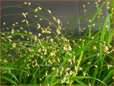 Melica uniflora | Eenbloemig parelgras, Parelgras | Einbl&uuml;tiges Perlgras