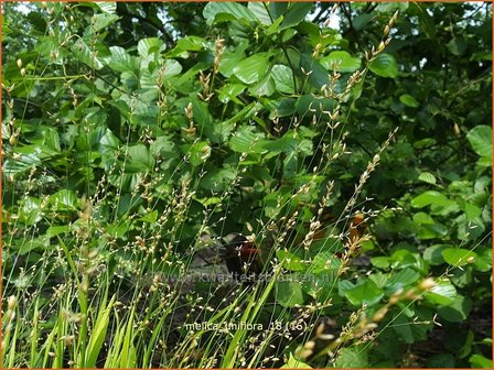 Melica uniflora | Eenbloemig parelgras, Parelgras | Einbl&uuml;tiges Perlgras