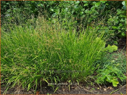 Melica uniflora | Eenbloemig parelgras, Parelgras | Einbl&uuml;tiges Perlgras