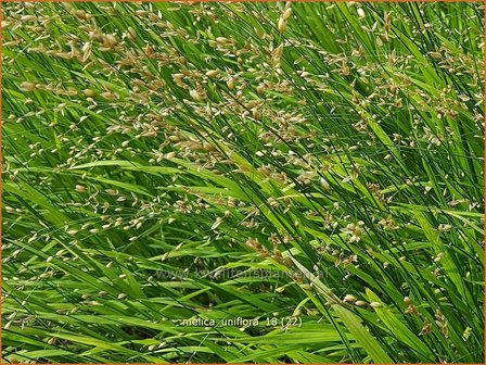 Melica uniflora | Eenbloemig parelgras, Parelgras | Einbl&uuml;tiges Perlgras