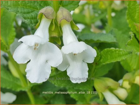 Melittis melissophyllum &#039;Alba&#039; | Bastaardmelisse, Bijenblad | Immenblatt