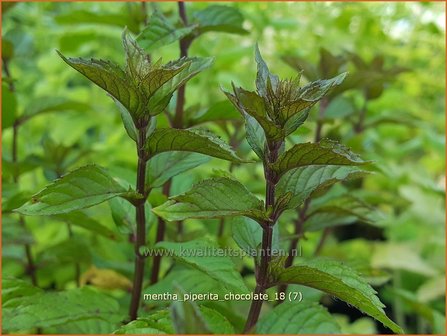 Mentha piperita &#039;Chocolate&#039; | Pepermunt, Munt | Pfefferminze