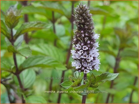 Mentha piperita &#039;Chocolate&#039; | Pepermunt, Munt | Pfefferminze