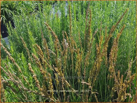 Molinia caerulea &#039;Igel&#039; | Pijpenstrootje | Kleines Pfeifengras