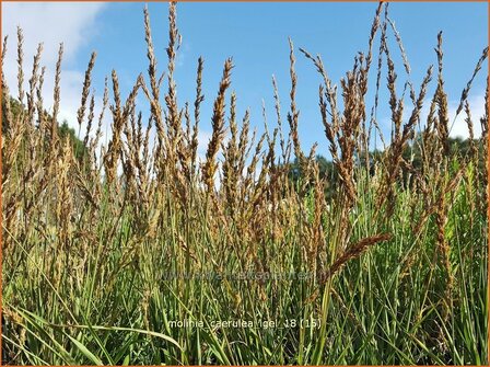 Molinia caerulea &#039;Igel&#039; | Pijpenstrootje | Kleines Pfeifengras