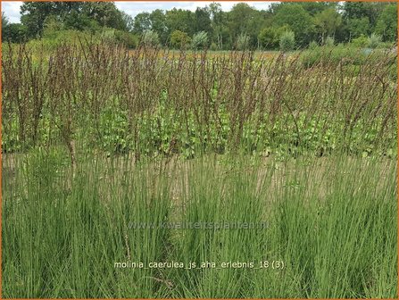 Molinia caerulea &#039;JS Aha-Erlebnis&#039; | Pijpenstrootje | Kleines Pfeifengras