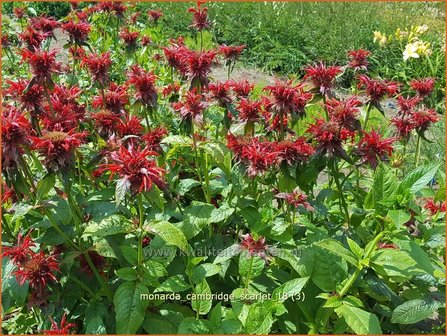 Monarda 'Cambridge Scarlet' | Bergamotplant, Indianennetel | Indianernessel
