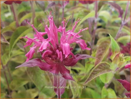 Monarda &#039;Dancing Bird&#039; | Bergamotplant, Indianennetel | Indianernessel