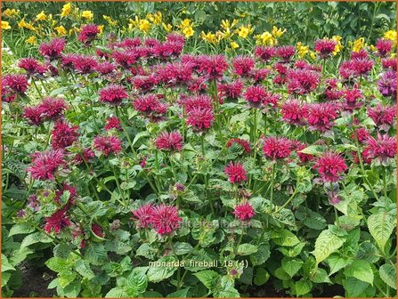 Monarda &#039;Fireball&#039; | Bergamotplant, Indianennetel | Indianernessel
