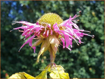 Monarda fistulosa subsp. menthifolia | Bergamotplant, Indianennetel | Minzebl&auml;ttrige Indianernessel