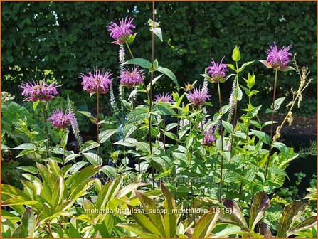 Monarda fistulosa subsp. menthifolia | Bergamotplant, Indianennetel | Minzebl&auml;ttrige Indianernessel