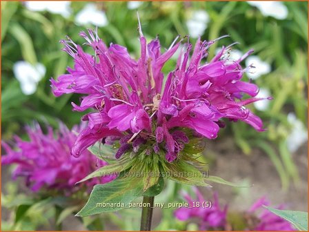 Monarda &#039;Pardon My Purple&#039; | Bergamotplant, Indianennetel | Indianernessel