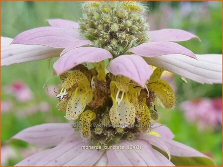 Monarda punctata | Paardenmunt, Bergamotplant, Indianennetel | Gefleckte Indianernessel