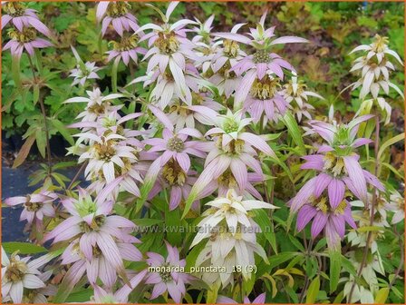 Monarda punctata | Paardenmunt, Bergamotplant, Indianennetel | Gefleckte Indianernessel