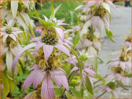 Monarda punctata | Paardenmunt, Bergamotplant, Indianennetel | Gefleckte Indianernessel