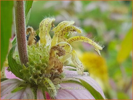 Monarda punctata | Paardenmunt, Bergamotplant, Indianennetel | Gefleckte Indianernessel