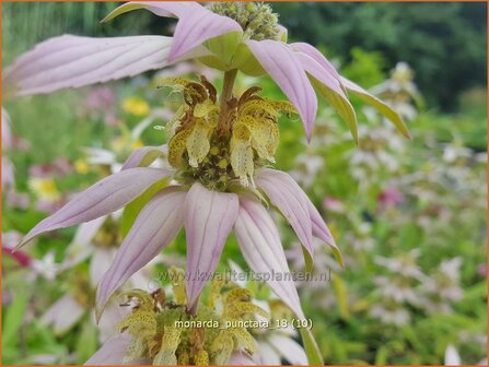 Monarda punctata | Paardenmunt, Bergamotplant, Indianennetel | Gefleckte Indianernessel