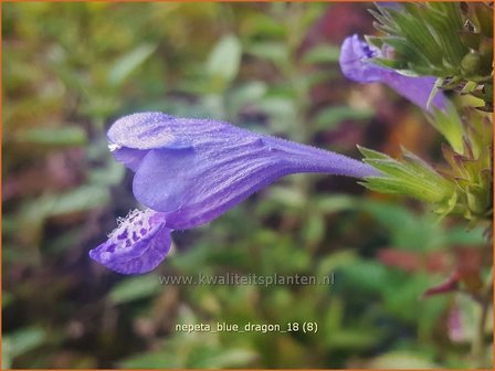 Nepeta &#039;Blue Dragon&#039; | Kattenkruid | Katzenminze