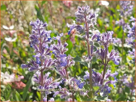 Nepeta grandiflora &#039;Summer Magic&#039; | Kattenkruid | Gro&szlig;bl&uuml;tige Katzenminze