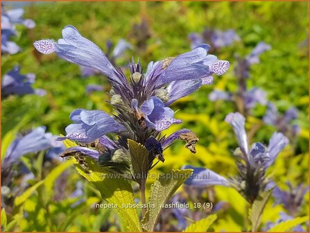 Nepeta subsessilis &#039;Washfield&#039; | Kattenkruid | Sitzende Katzenminze