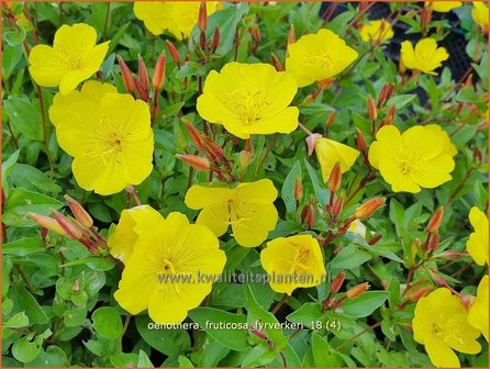 Oenothera fruticosa &#039;Fyrverkeri&#039; | Teunisbloem | Strauchige Nachtkerze