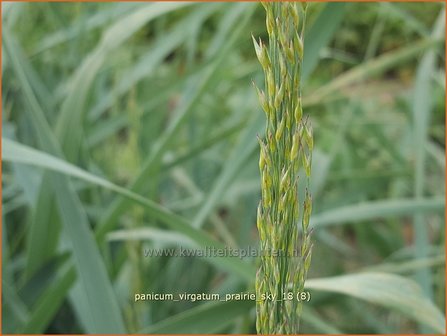 Panicum virgatum &#039;Prairie Sky&#039; | Vingergras, Parelgierst | Rutenhirse