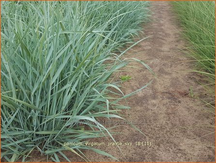 Panicum virgatum &#039;Prairie Sky&#039; | Vingergras, Parelgierst | Rutenhirse