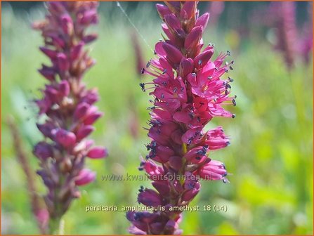 Persicaria amplexicaulis 'Amethyst' | Adderwortel, Duizendknoop | Kerzenkn&ouml;terich