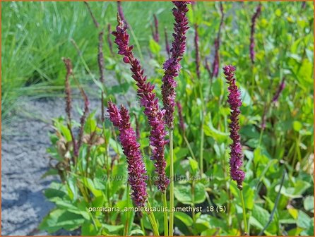 Persicaria amplexicaulis 'Amethyst' | Adderwortel, Duizendknoop | Kerzenkn&ouml;terich
