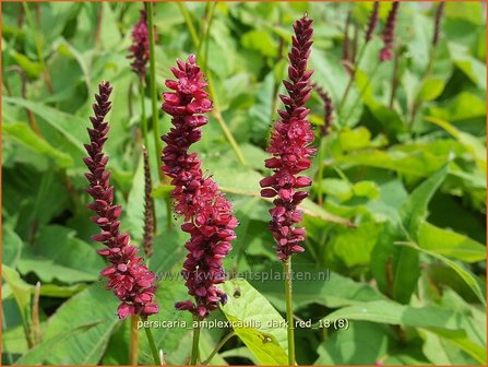 Persicaria amplexicaulis &#039;Dark Red&#039; | Adderwortel, Duizendknoop | Kerzenkn&ouml;terich