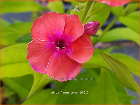 Phlox &#039;Flame Coral&#039; | Hoge vlambloem, Vlambloem, Flox, Floks | Hohe Flammenblume
